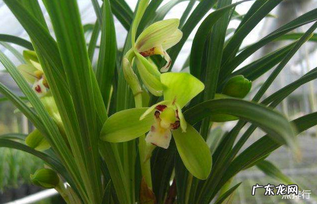 十大最耐寒的花卉 冬季最耐寒好养的花