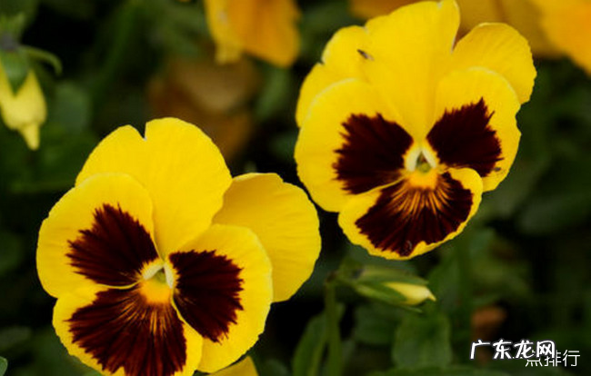 十大最耐寒的花卉 冬季最耐寒好养的花