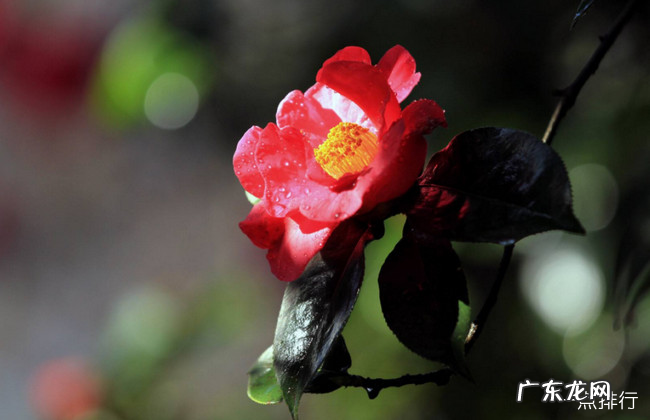 十大最耐寒的花卉 冬季最耐寒好养的花