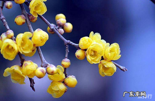 十大最耐寒的花卉 冬季最耐寒好养的花