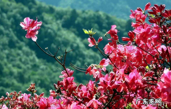 十大最耐寒的花卉 冬季最耐寒好养的花