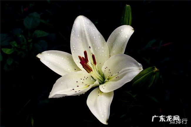 咳嗽吃什么好的快 十大润肺止咳的食物排名