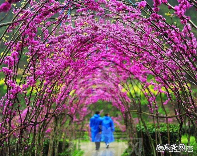 紫荆花长什么样？