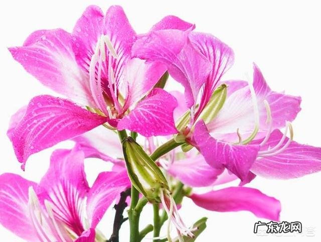 紫荆花长什么样？