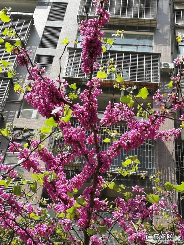 紫荆花长什么样？