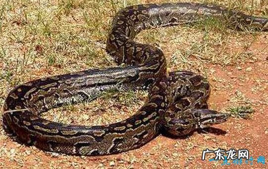 世界上最恐怖的动物 这些蛇都是巨无霸