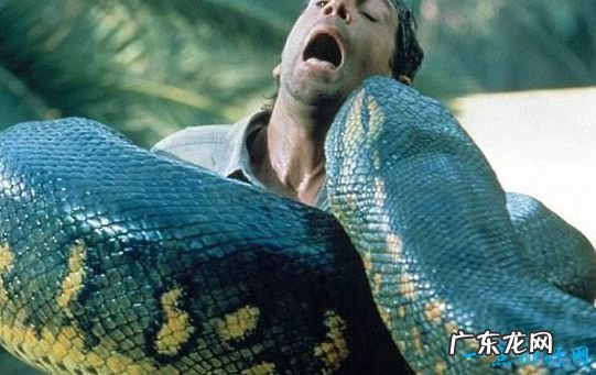 世界上最恐怖的动物 这些蛇都是巨无霸
