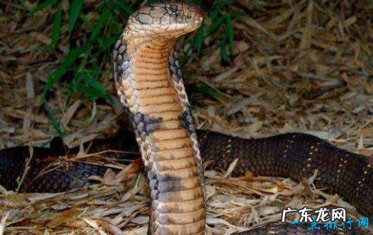 世界上最恐怖的动物 这些蛇都是巨无霸