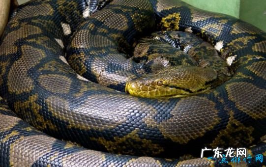 世界上最恐怖的动物 这些蛇都是巨无霸