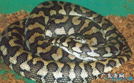 世界上最恐怖的动物 这些蛇都是巨无霸
