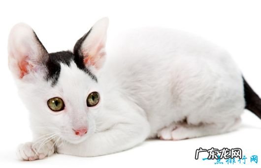 世界上体重最小的十个猫品种 新加坡猫仅有4磅重