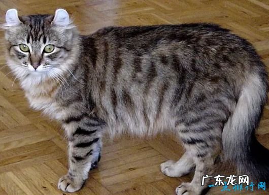 世界上体重最小的十个猫品种 新加坡猫仅有4磅重