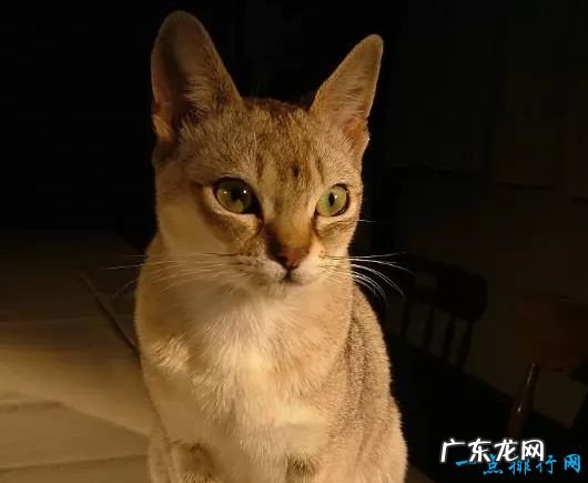 世界上体重最小的十个猫品种 新加坡猫仅有4磅重