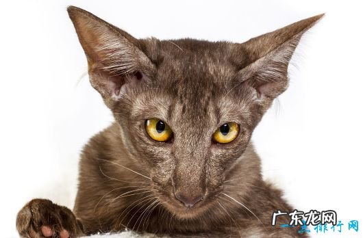 世界上体重最小的十个猫品种 新加坡猫仅有4磅重