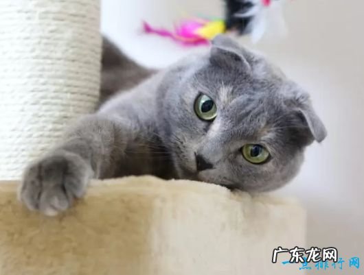 世界上体重最小的十个猫品种 新加坡猫仅有4磅重