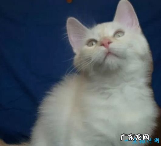 世界上体重最小的十个猫品种 新加坡猫仅有4磅重