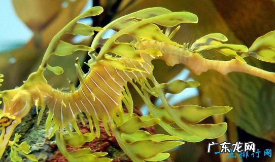 海洋中最会伪装的动物 拟态章鱼顶级伪装大师