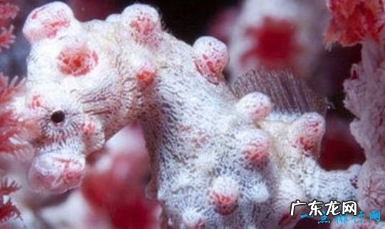 海洋中最会伪装的动物 拟态章鱼顶级伪装大师