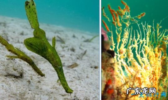 海洋中最会伪装的动物 拟态章鱼顶级伪装大师