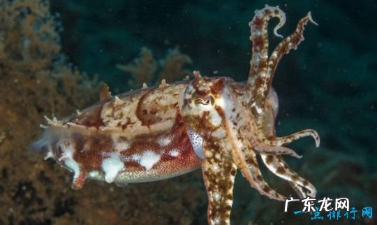 海洋中最会伪装的动物 拟态章鱼顶级伪装大师