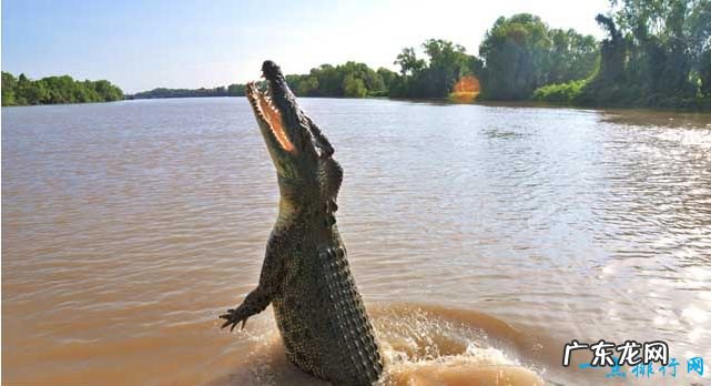 十种世界上最大的鳄鱼 这种鳄鱼体型惊人