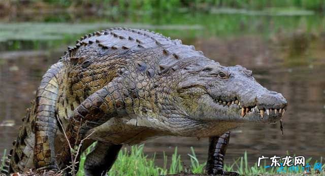 十种世界上最大的鳄鱼 这种鳄鱼体型惊人
