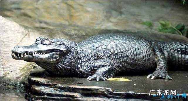 十种世界上最大的鳄鱼 这种鳄鱼体型惊人
