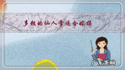 仙人掌如何嫁接 多粗的仙人掌适合嫁接？