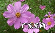 到底是哪种花是格桑花？