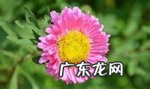 到底是哪种花是格桑花？