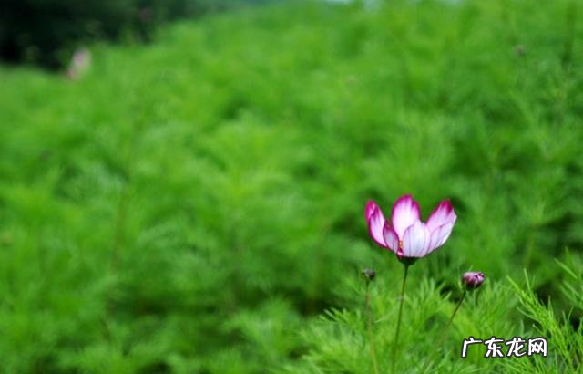 到底是哪种花是格桑花?