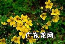 到底是哪种花是格桑花？