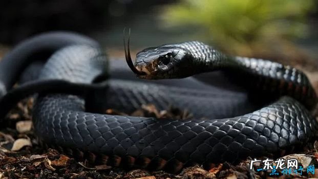 世界上最大的蛇Top10 最大的蛇竟有14.6米!