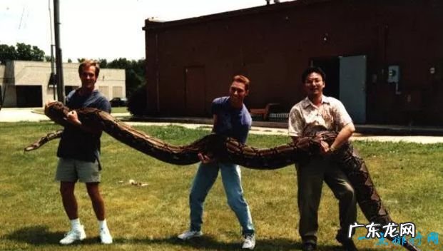 世界上最大的蛇Top10 最大的蛇竟有14.6米！