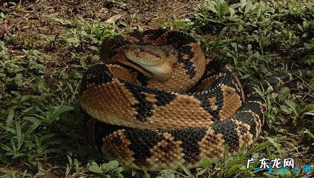 世界上最大的蛇Top10 最大的蛇竟有14.6米!