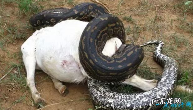 世界上最大的蛇Top10 最大的蛇竟有14.6米!