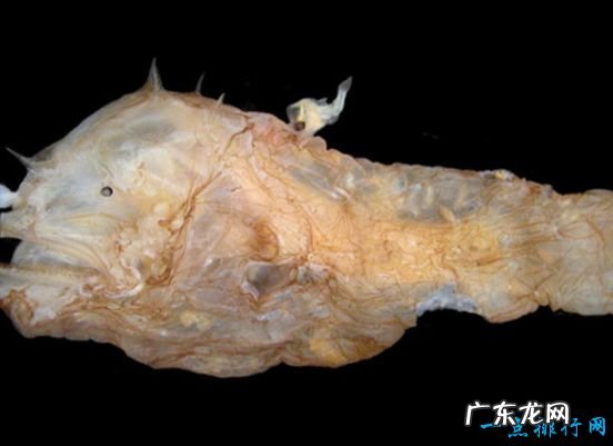 世界上最丑的鱼 水滴鱼丑到没朋友