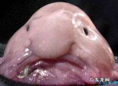 世界上最丑的鱼 水滴鱼丑到没朋友