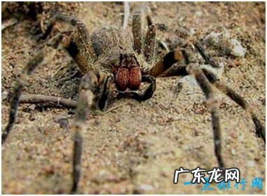 世界上最毒的蜘蛛,巴西游走蛛能够咬人致死,喜欢主动攻击人