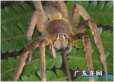 世界上最毒的蜘蛛,巴西游走蛛能够咬人致死,喜欢主动攻击人