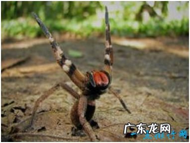 世界上最毒的蜘蛛,巴西游走蛛能够咬人致死,喜欢主动攻击人