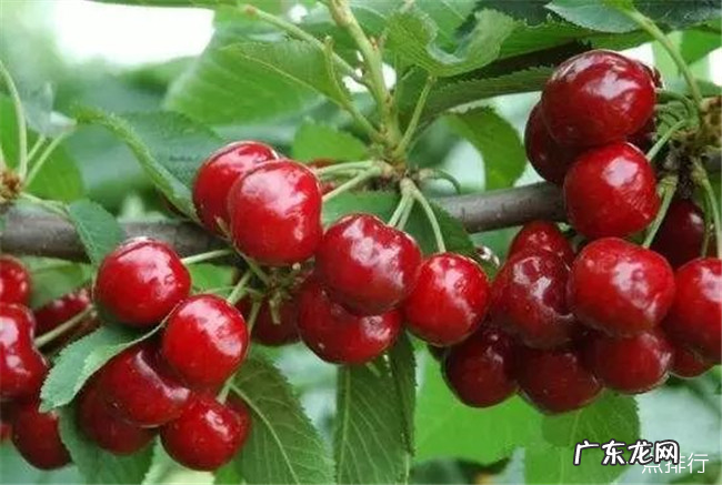 郑州十大特产 郑州特产有哪些能带走