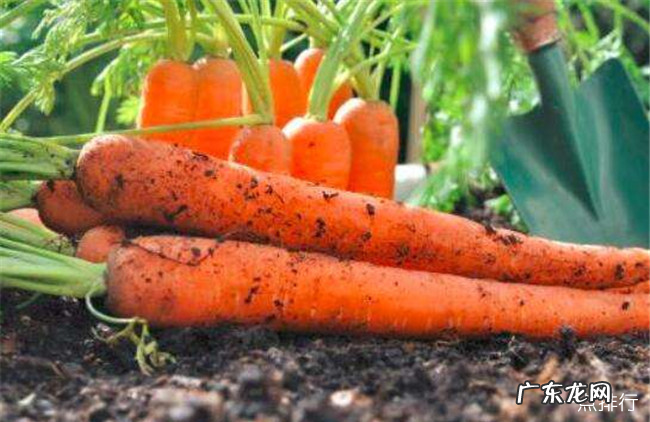 对眼睛好的食物有哪些 保护眼睛的十大食物