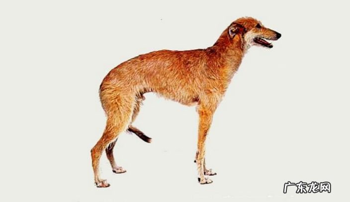 2017年世界十大最丑的狗品种排行榜