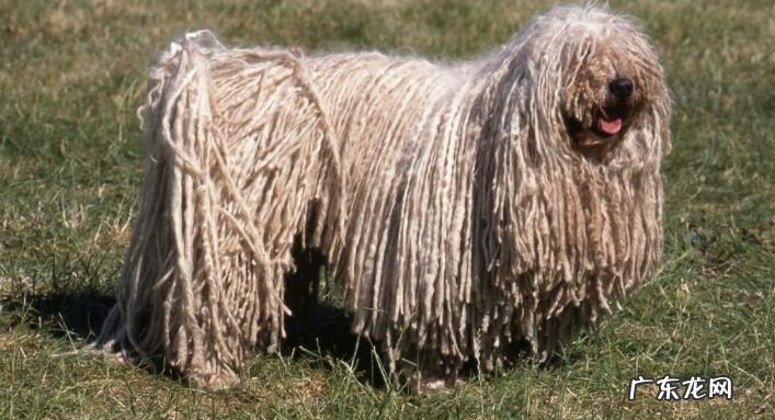 2017年世界十大最丑的狗品种排行榜