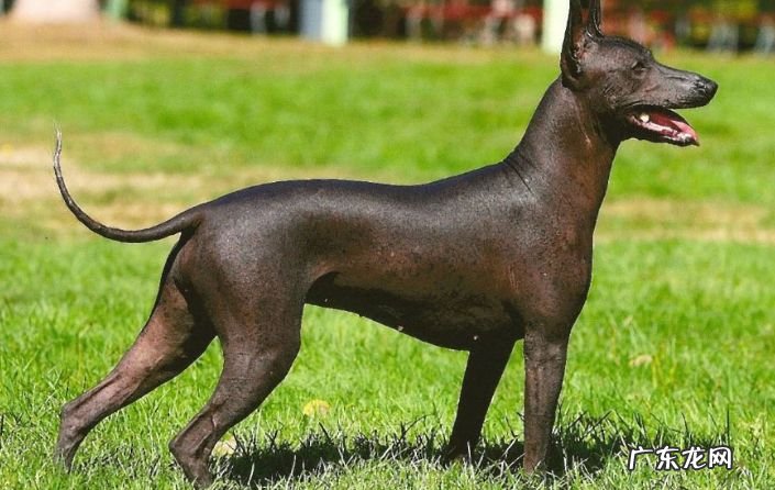 2017年世界十大最丑的狗品种排行榜