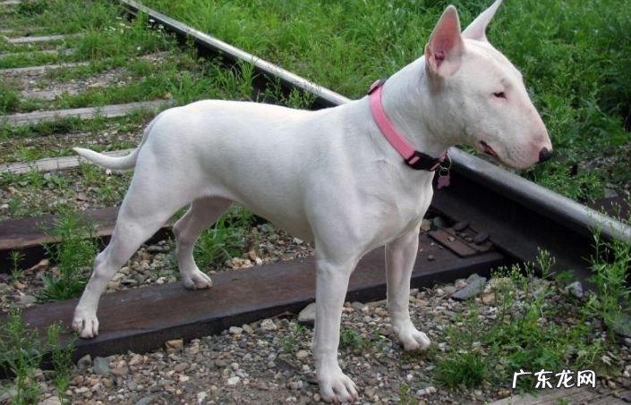 2017年世界十大最丑的狗品种排行榜