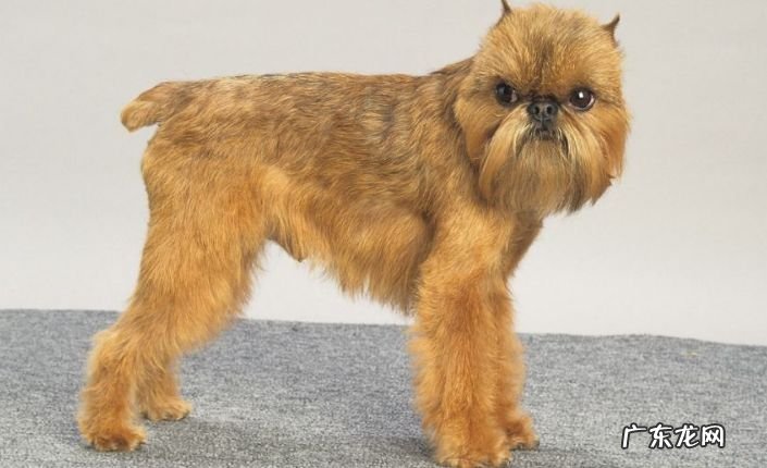 2017年世界十大最丑的狗品种排行榜