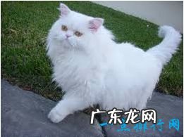 2017最可爱的猫排行榜前十名 孟加拉猫最可爱