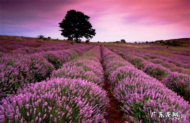 世界十大绝美花海 每一处都是人间仙境